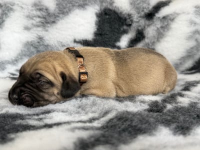 Les chiots de Presa canario