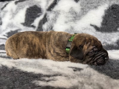 Les chiots de Presa canario