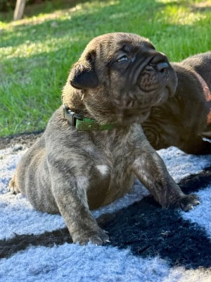 Les chiots de Presa canario