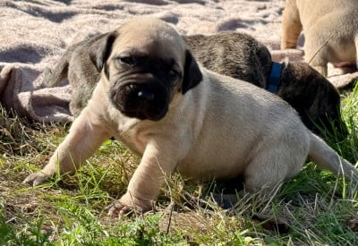 Les chiots de Presa canario