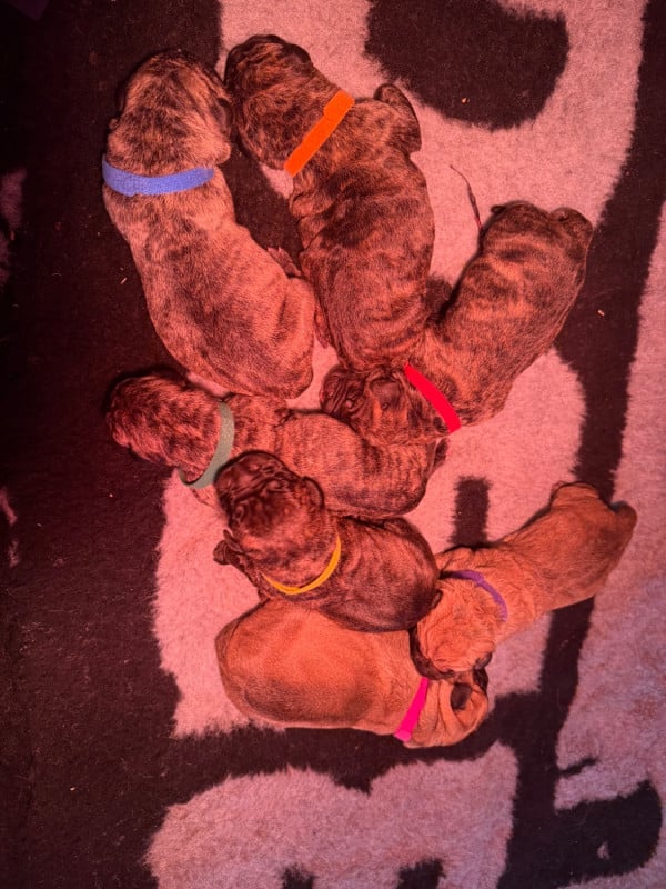 Dogo Canario - De La Fleur Des Îles Canaries