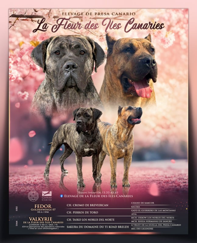 Presa canario - De La Fleur Des Îles Canaries