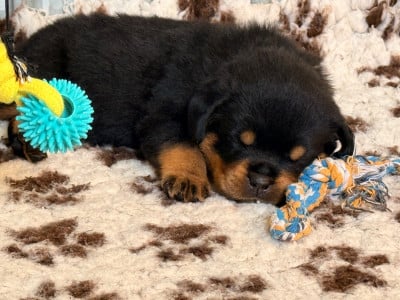Les chiots de Rottweiler
