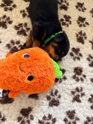 Les chiots de Rottweiler