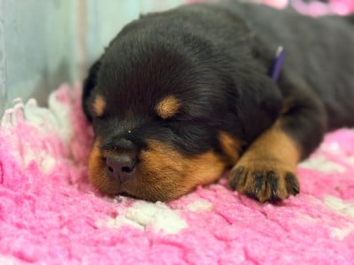 Les chiots de Rottweiler