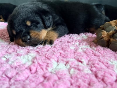 Les chiots de Rottweiler
