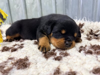 Les chiots de Rottweiler