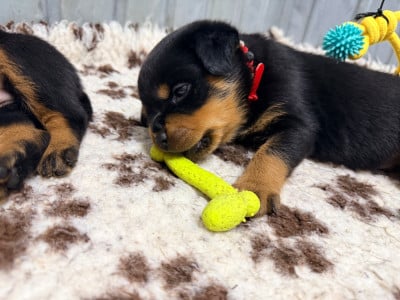 Les chiots de Rottweiler