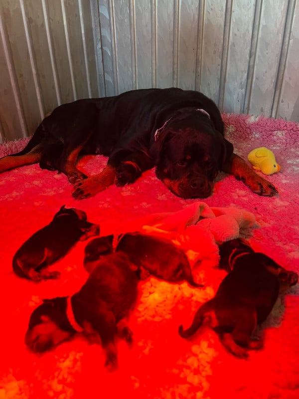 Rottweiler - De La Légion De Rottweil