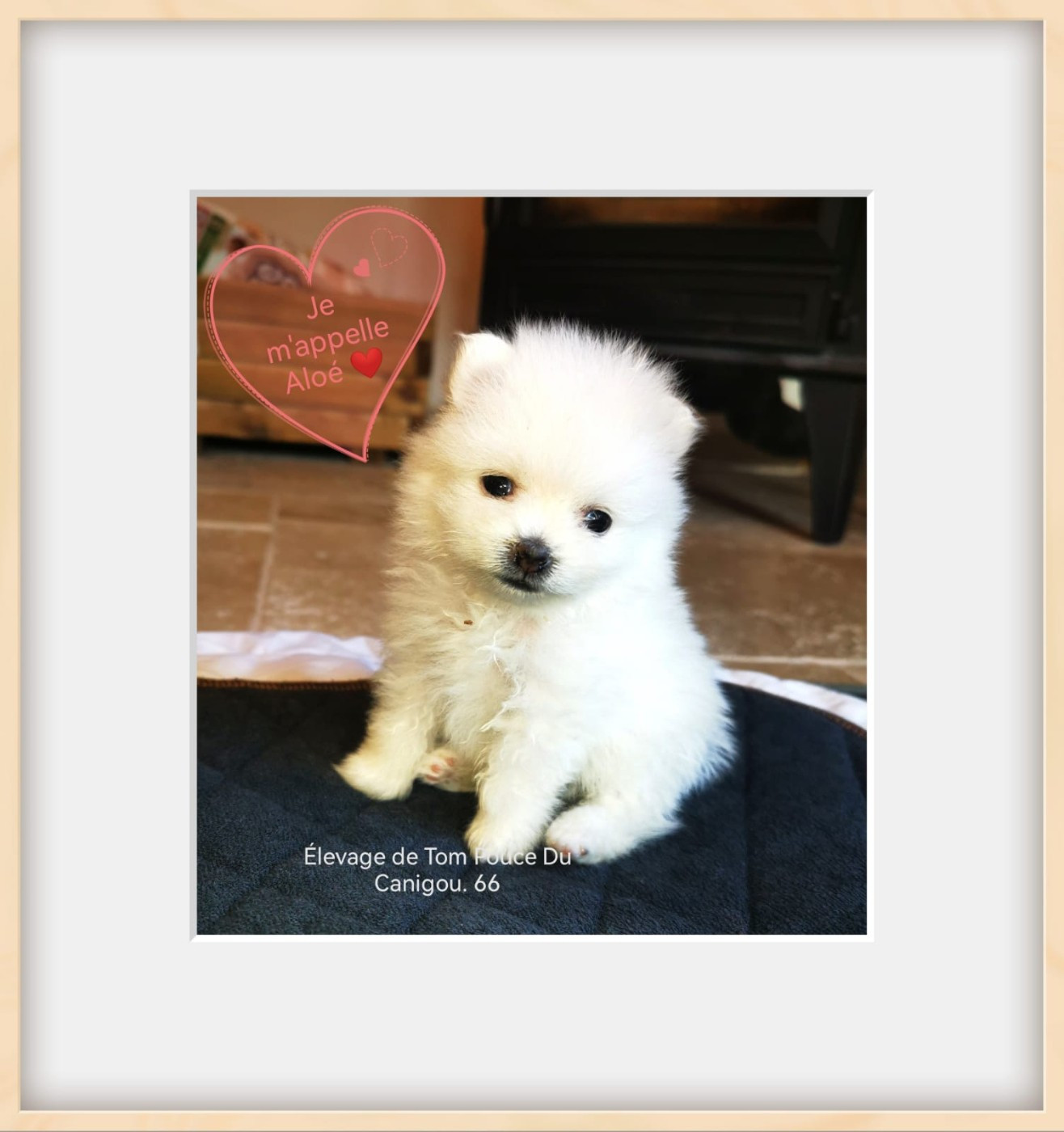 CHIOT 2 - Spitz allemand