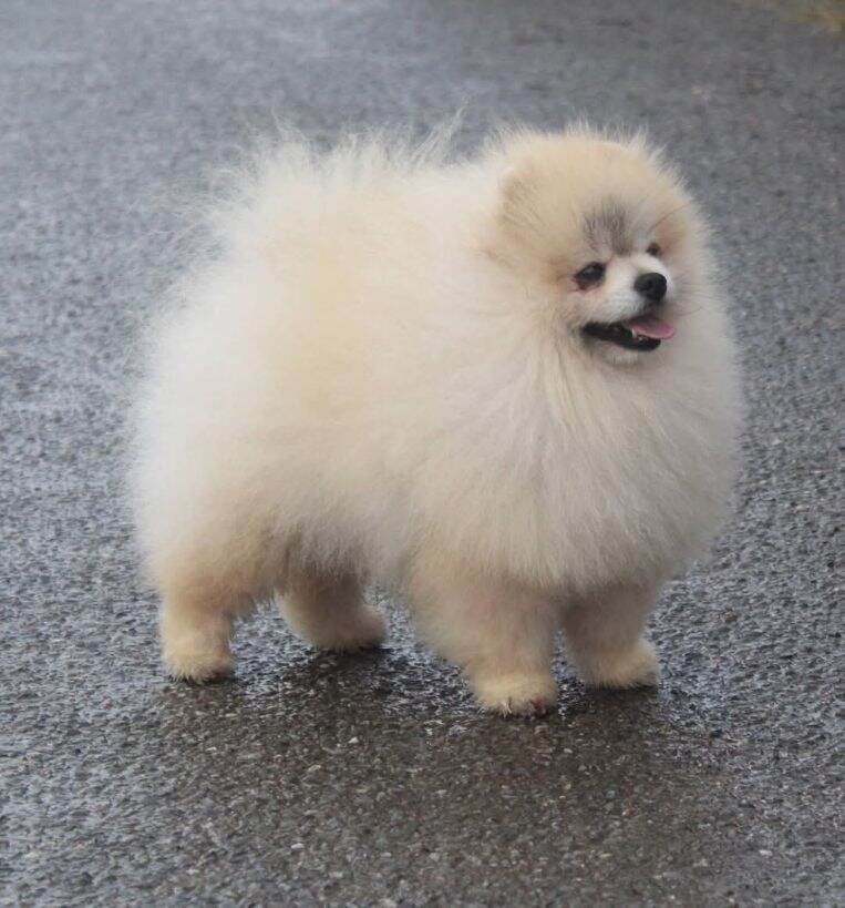 Spitz allemand - De Tom Pouce Du Canigou