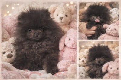 Les chiots de Spitz allemand