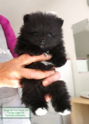Les chiots de Spitz allemand