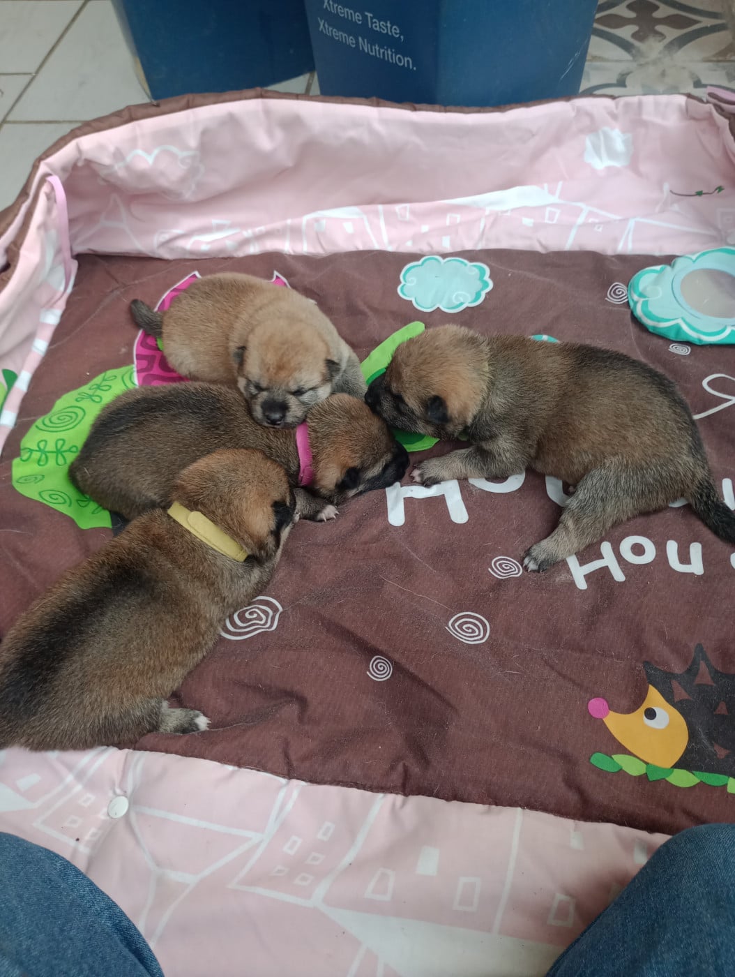 Chiot Shiba