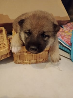Shiba