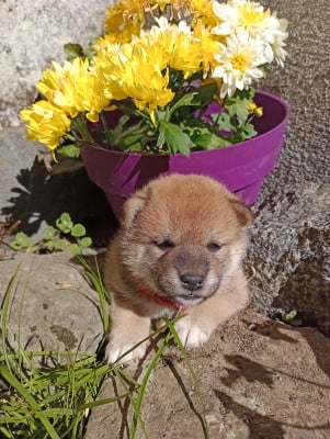 Les chiots de Shiba