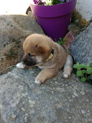 Les chiots de Shiba