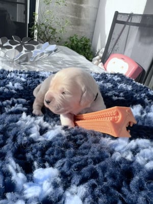 Les chiots de Golden Retriever