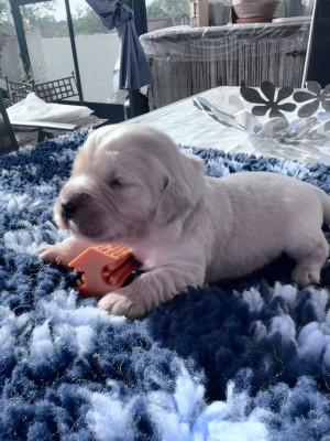 Les chiots de Golden Retriever