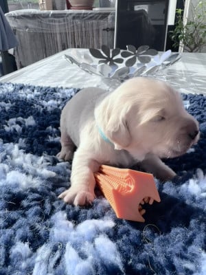 Les chiots de Golden Retriever