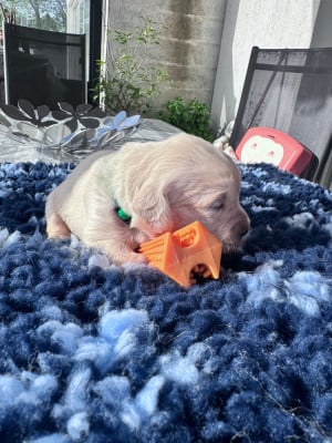 Les chiots de Golden Retriever