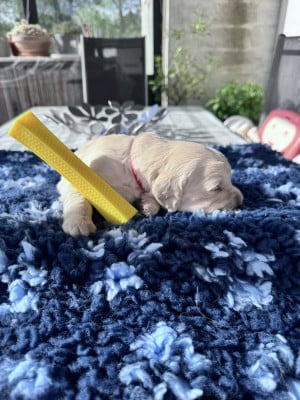 Les chiots de Golden Retriever