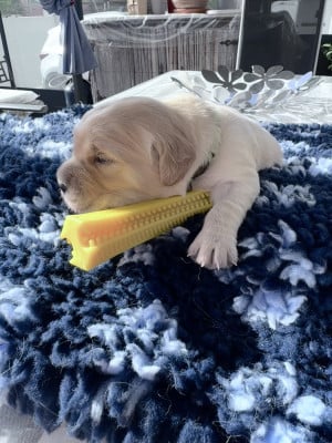 Les chiots de Golden Retriever