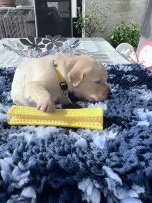 Les chiots de Golden Retriever