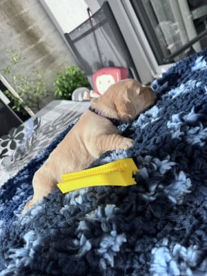 Les chiots de Golden Retriever