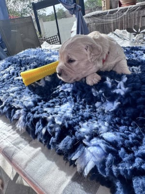 Les chiots de Golden Retriever