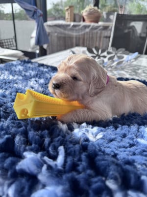 Les chiots de Golden Retriever