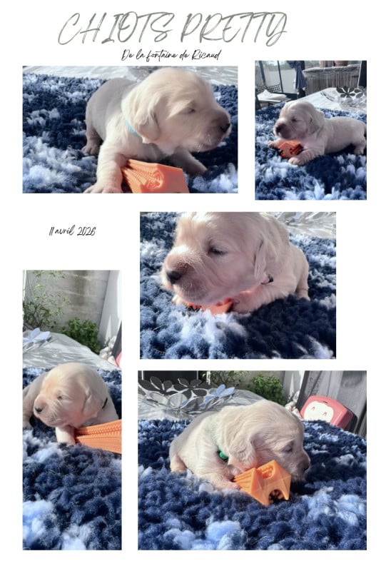 Golden Retriever - De La Fontaine De Ricaud