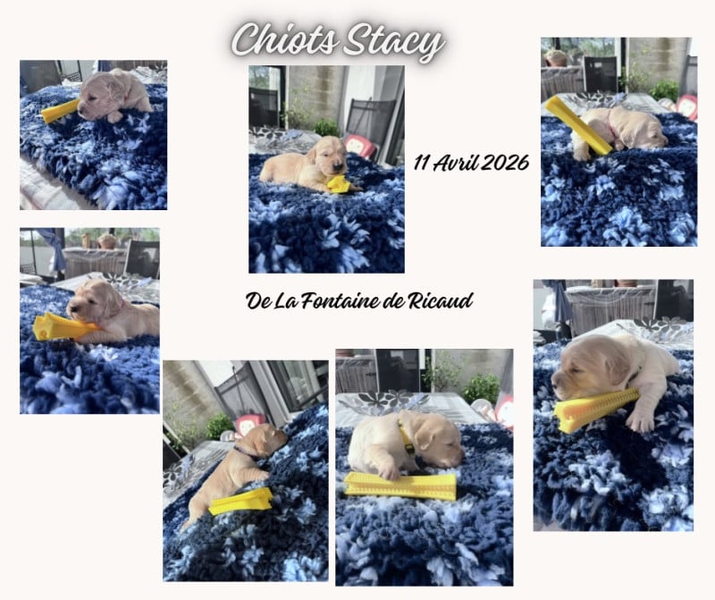 Golden Retriever - De La Fontaine De Ricaud