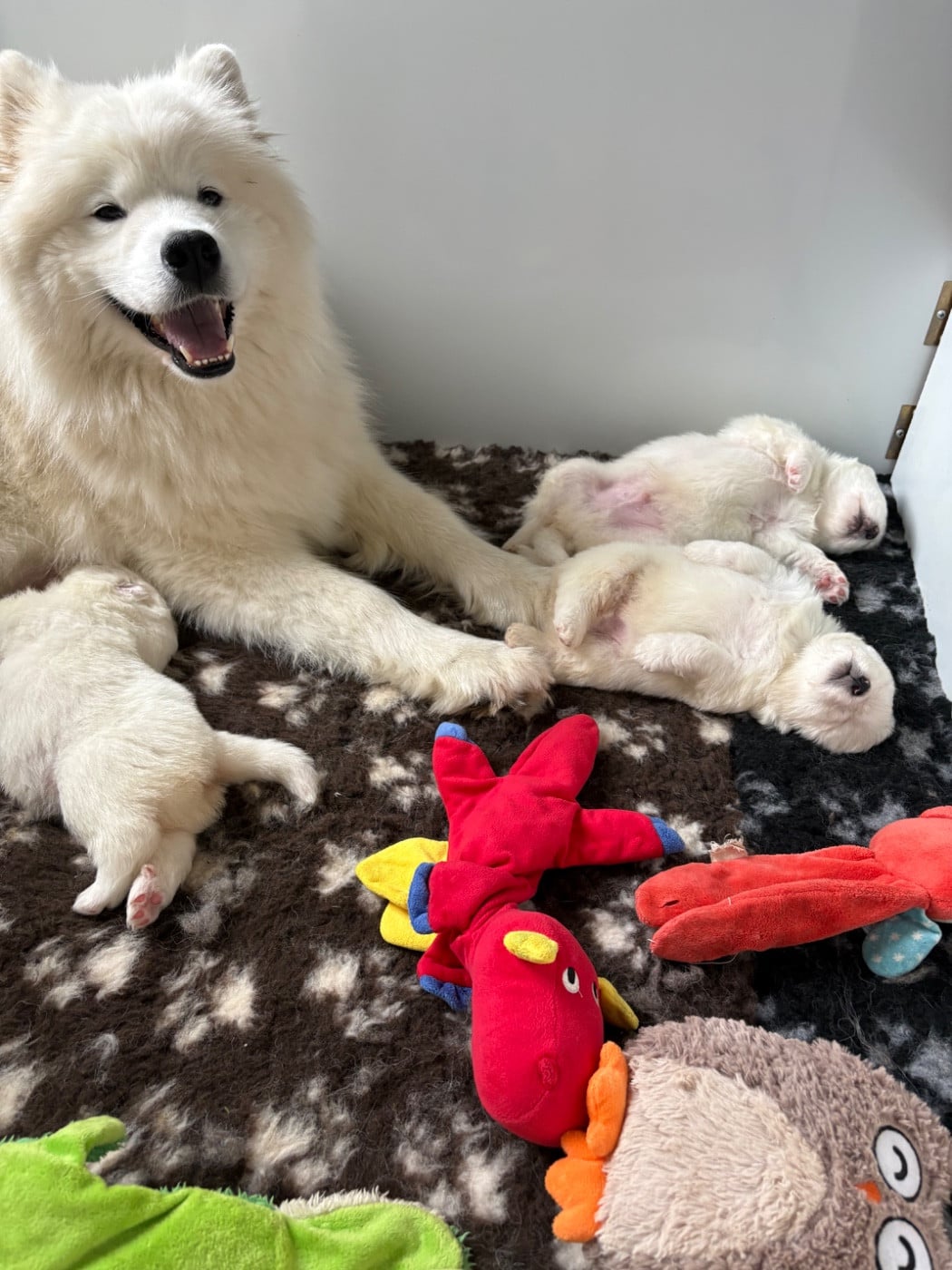 Samoyède - Domaine De Youtyha