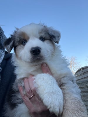 Les chiots de Berger Américain Miniature 