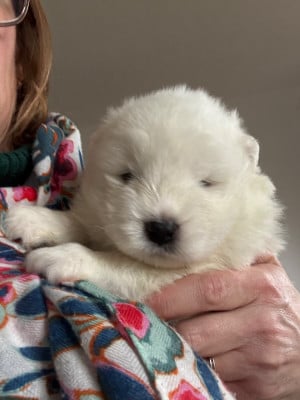 Les chiots de Samoyède