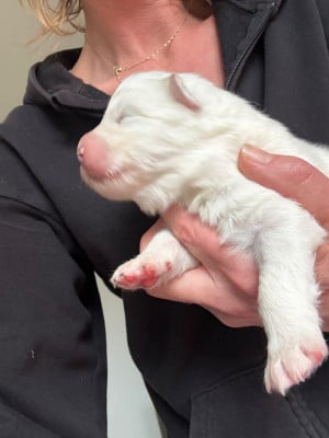 Les chiots de Samoyède