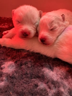 Les chiots de Samoyède