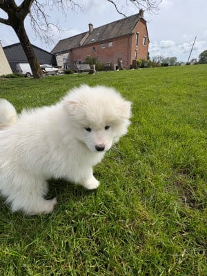 Les chiots de Samoyède