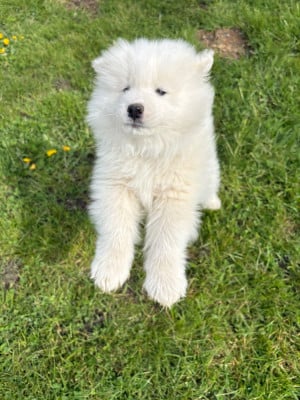 Les chiots de Samoyède