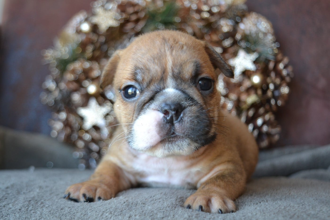 Bulldog Anglais - De La Cour De Mimali