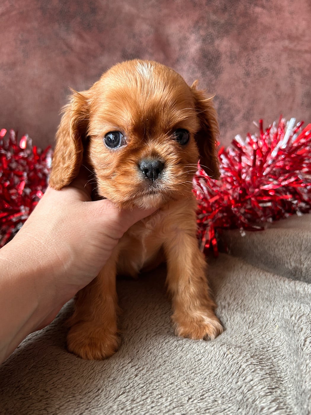Cavalier King Charles Spaniel - De La Cour De Mimali