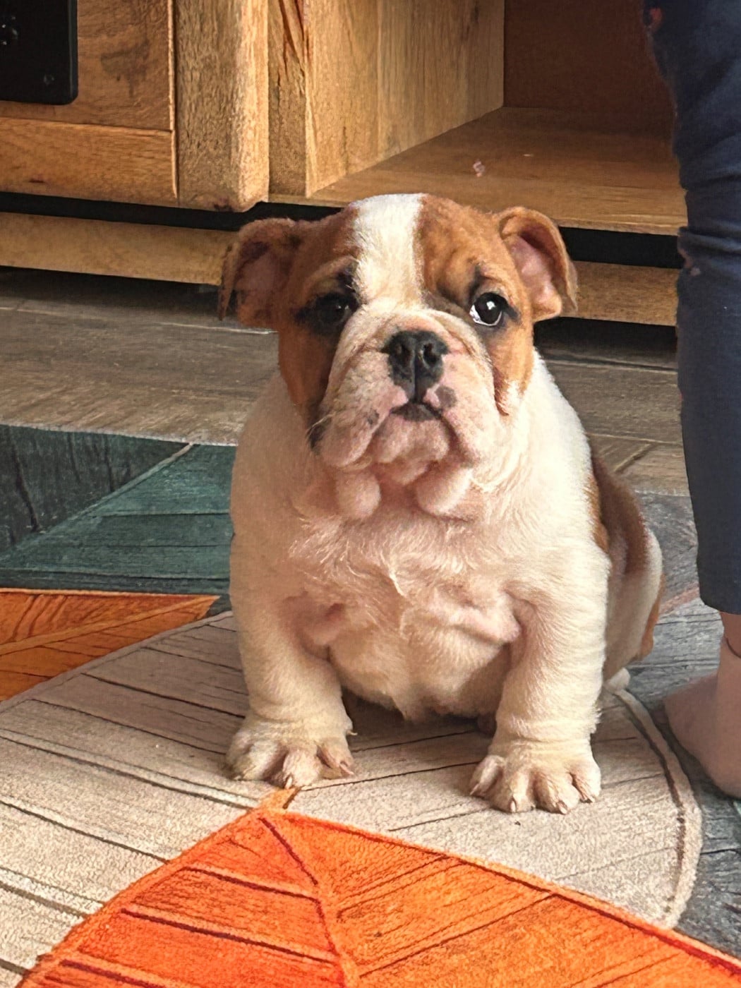 Chien Bulldog Anglais Saphyr de la pepite d'argent, image size:1050x1400