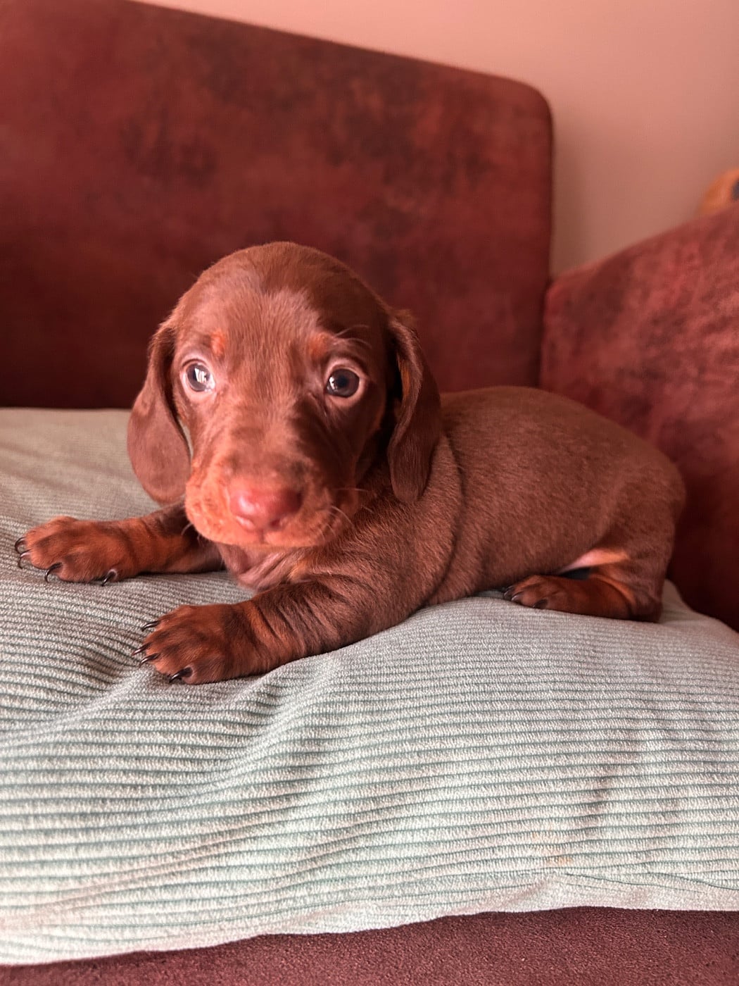 Teckel poil ras - De La Cour De Mimali