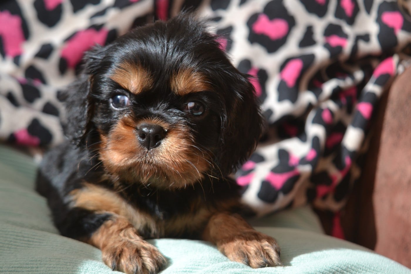 Cavalier King Charles Spaniel - De La Cour De Mimali