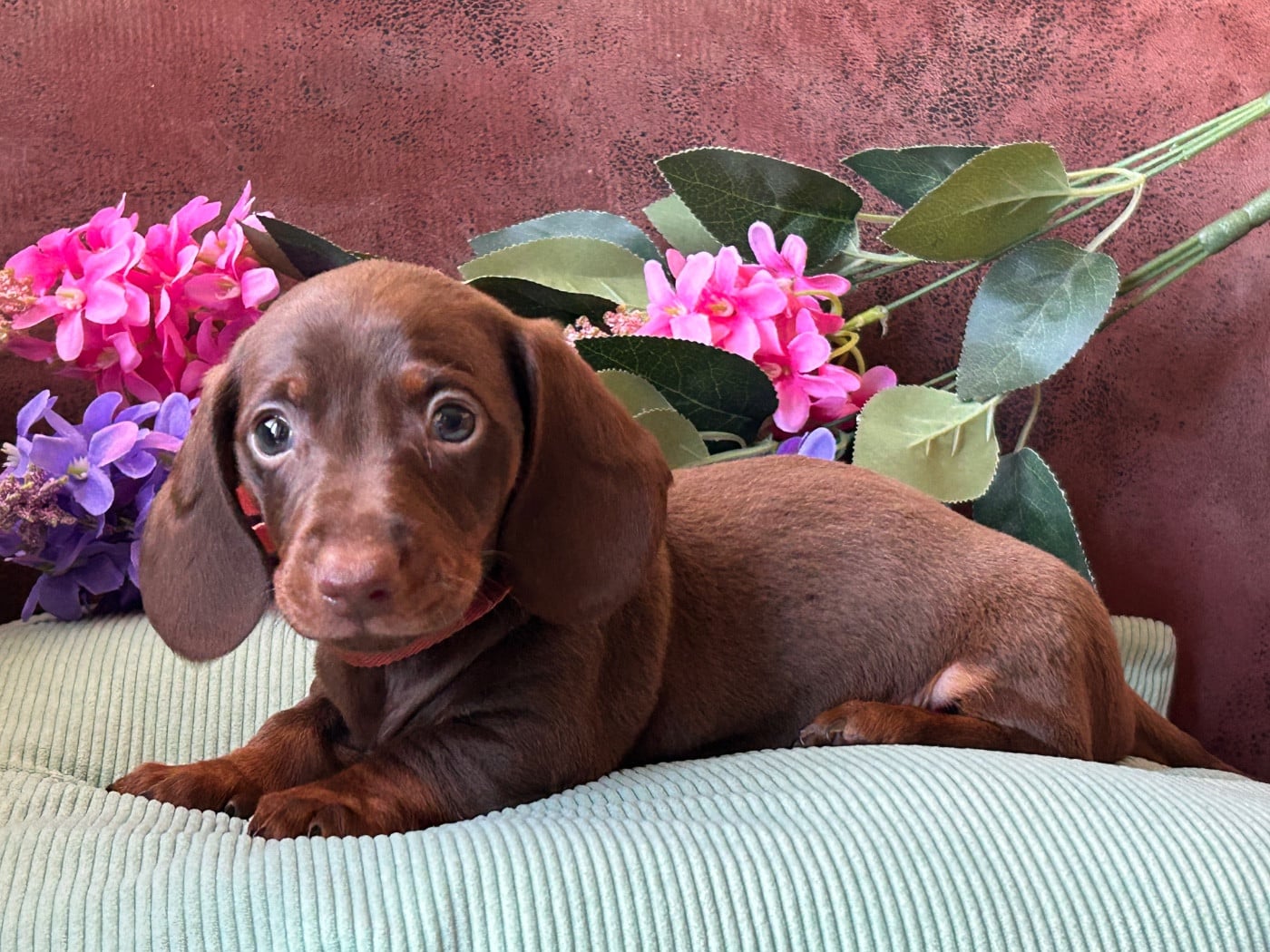 Teckel poil ras - De La Cour De Mimali