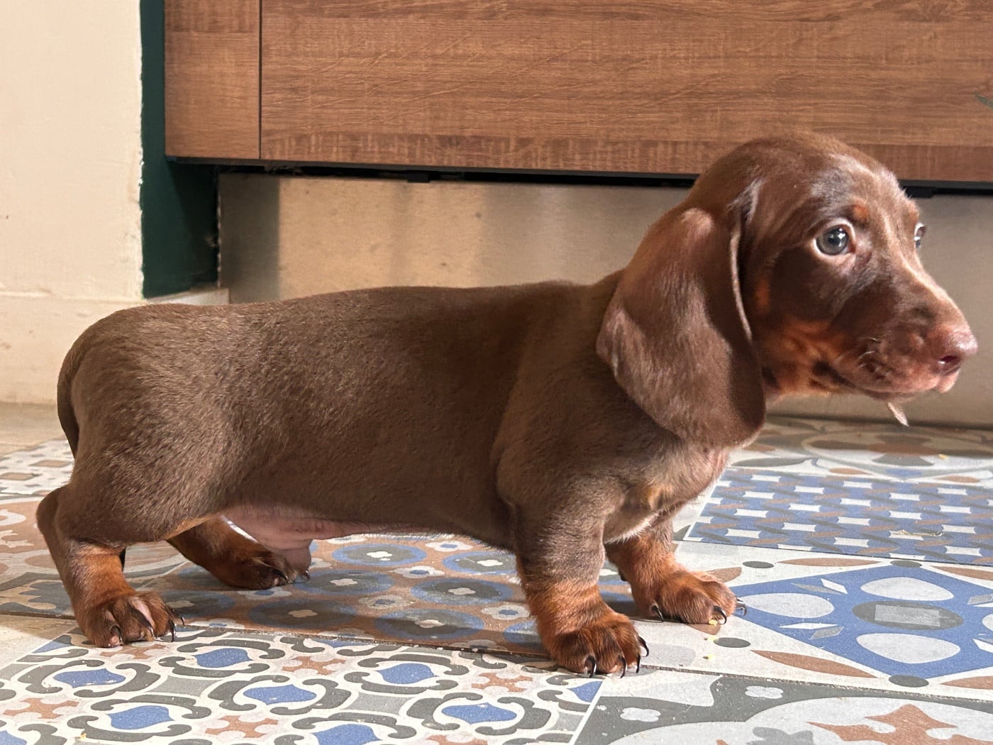 Teckel poil ras - De La Cour De Mimali