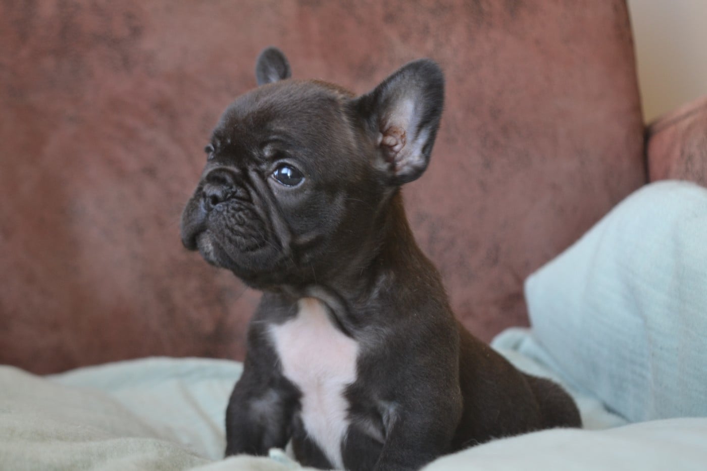 Bouledogue français - De La Cour De Mimali