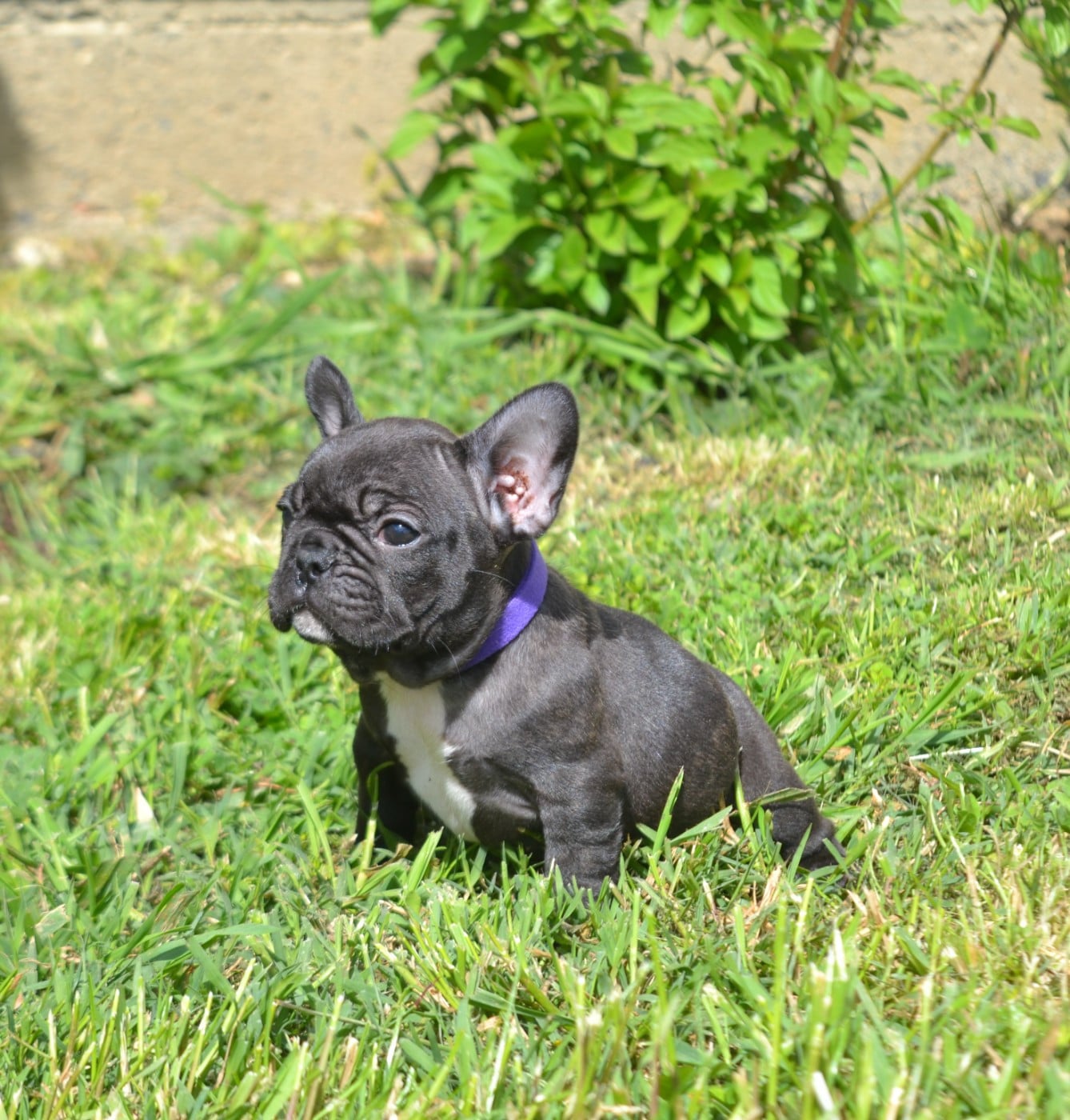 Bouledogue français - De La Cour De Mimali