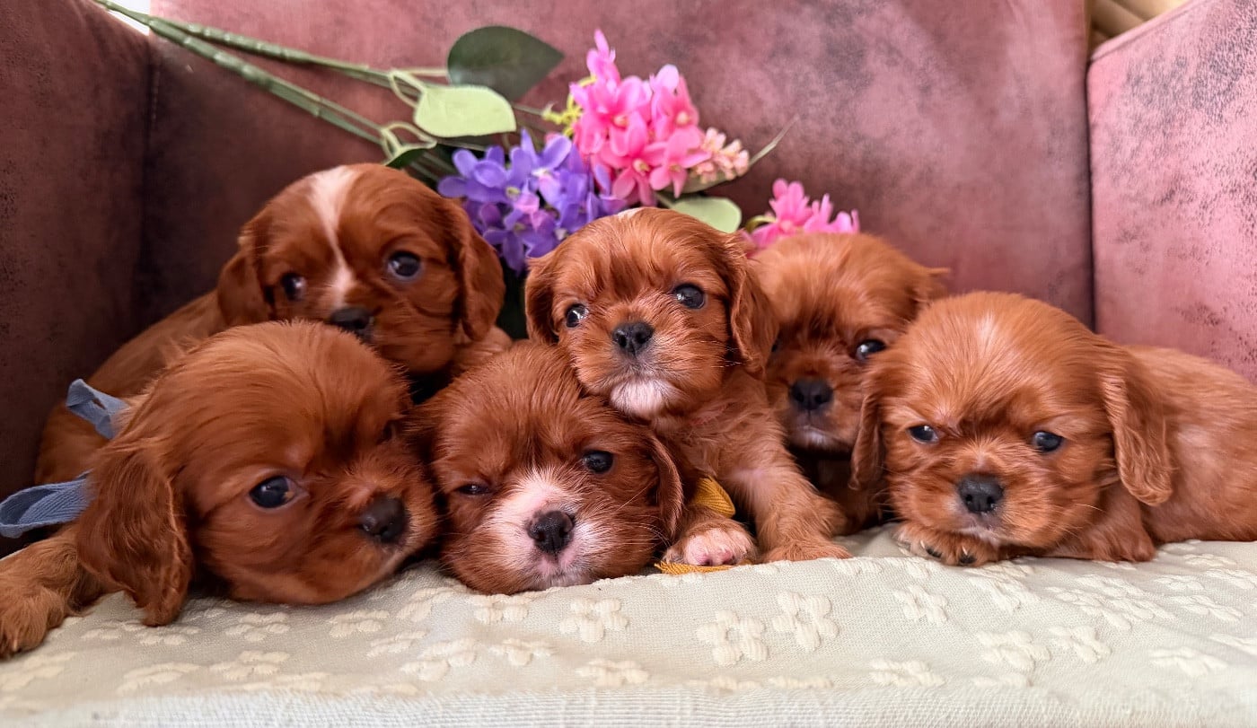 Chiot Cavalier King Charles Spaniel